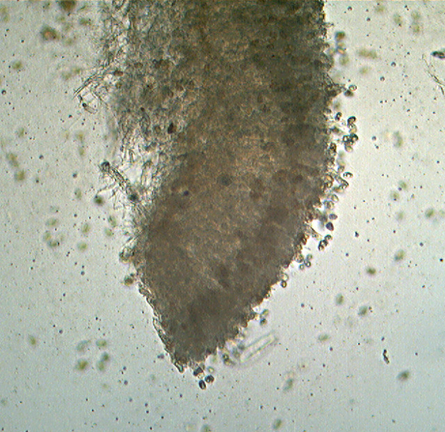 Coniophora puteana